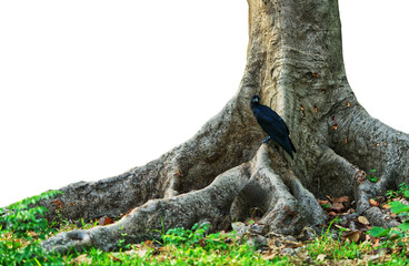 tree trunk on white background