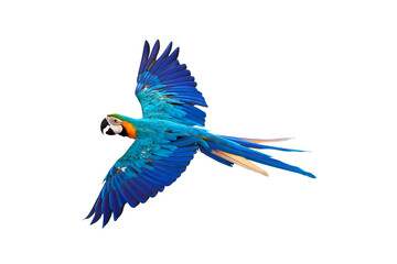 Colorful flying parrot isolated on transparent background png file
