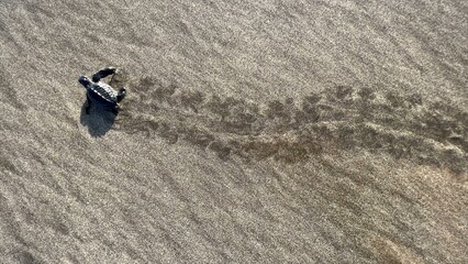 Little baby turtles for the first time on the beach