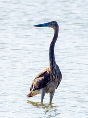 Great-billed Heron in Queensland Australia