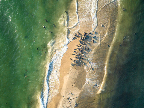 Group of resting seals on the beach at the north end of Block Island, Rhode Island, August 2023.