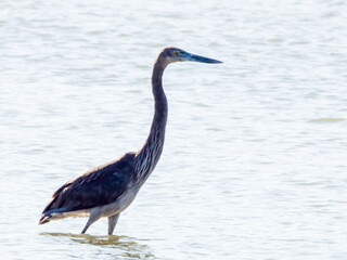 Great-billed Heron in Queensland Australia