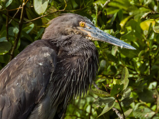 Great-billed Heron in Queensland Australia
