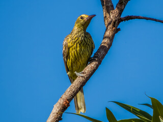 Yellow Oriole in Queensland Australia