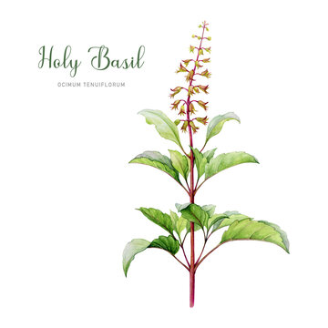 Holy basil organic plant watercolor illustration. Hand drawn tulsi ayurveda herb painted image. Holy basil adaptogenic plant with leaves and flowers element. Isolated on white background