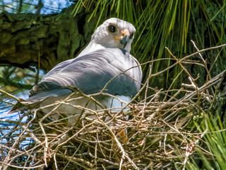 Grey Goshawk in Queensland Australia