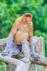 proboscis monkey or nasalis larvatus