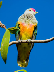 Rose-crowned Fruit-Dove in Queensland Australia