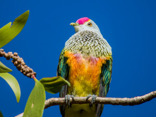Rose-crowned Fruit-Dove in Queensland Australia