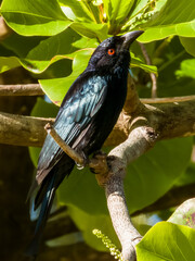 Spangled Drongo in Queensland Australia