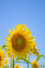 sunflower in the field
