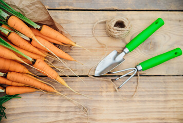 Fresh carrots on a wooden background. Garden tools. Rake and shovel. Vegetables and root vegetables...