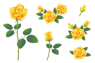 黄色いバラの花　つぼみから開花　イラストセット