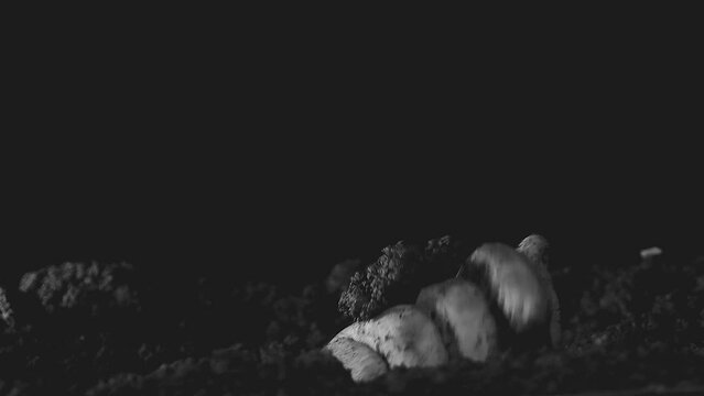 A dead man's hand coming up out of the ground buy plan. A zombie hand rising from the grave at night. An uprising of the dead. Black and white video