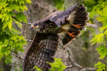 red tailed hawk buteo