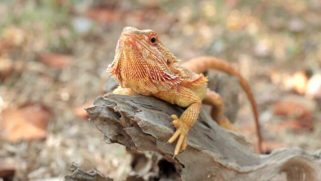 Bearded dragons usually live in dry areas of Australia