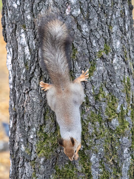 Squirre sitting upside down on a tree trunk. The squirrel hangs upside down on a tree against colorful blurred background. Close-up.