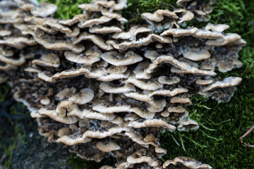 Flat rot fungus outdoors on a stump.