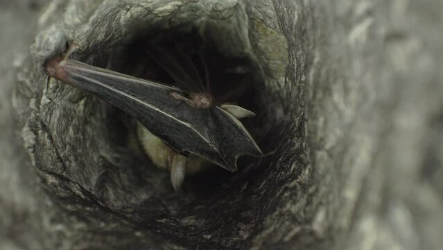Close up strange animal Greater mouse-eared bat Myotis myotis hanging upside down in the hole of the cave cleaning by licking, waking just after hibernation. Wildlife take.