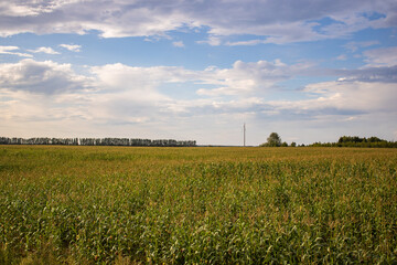 Fields in the vicinity of the republics of Mari El and Udmurtia. August 2023