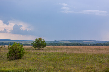 Fields in the vicinity of the republics of Mari El and Udmurtia. August 2023