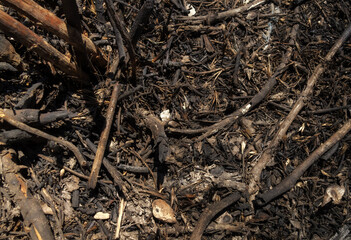 Remnants after a forest fire on the ground. Natural disasters, social issues.
