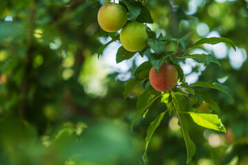 Ripening plums on a branch in the garden. Organic plums ripening in the hot sun on plum tree in garden.