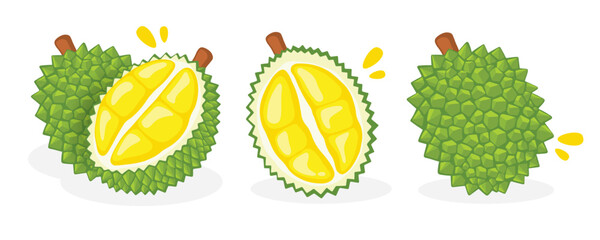 Fresh durian on a white background, Fruit hand drawn, vector illustration.