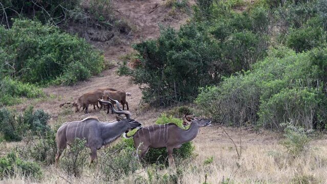 Greater Kudu (Tragelaphus strepsiceros) male staying close to female in mating season