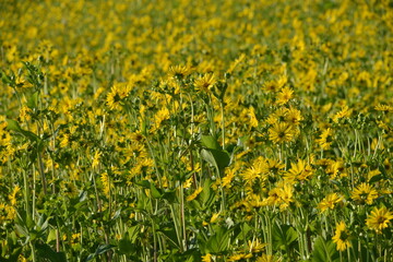 Durchwachsene Silphie,  Silphium perfoliatum L.