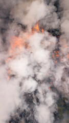 Fire burning in the forest