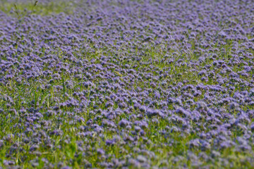 Phacelia,  bl&uuml;hende  Pflanzen  in  einem   Zwischenfruchtbestand.  Feld,  Feldausschnitt