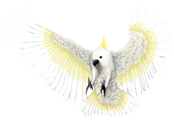 Australian sulphur crested cockatoo landing © paul