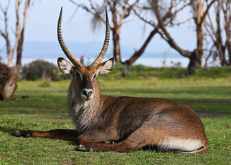 Naklejka na ściany i meble Portrait of Waterbuck antelope male resting on the grass