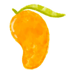 Free hand draw mango watercolor illustration