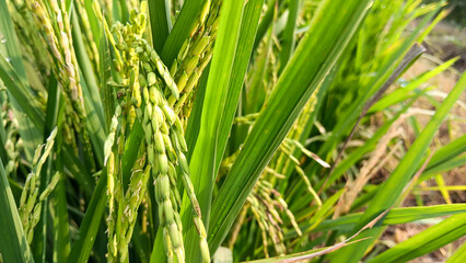 Fototapeta na wymiar Green and lush rice plants