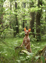 portrait of Hairless dog in the green forest in fern. American Hairless Terrier outdoor, in nature. 