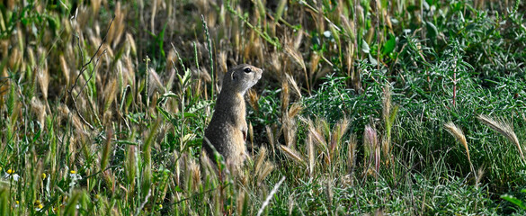European ground squirrel // Europäisches Ziesel (Spermophilus citellus) - Kalochori Lagoon, Greece