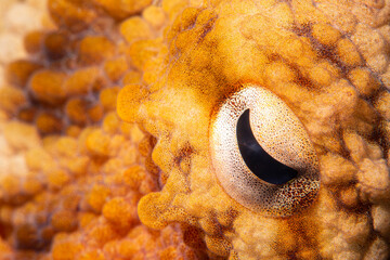 Close-up octopus eye.Octopus vulgaris Cuvier, 1797.
Octopus eye. Canakkale Türkiye.