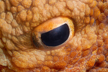Close-up octopus eye.Octopus vulgaris Cuvier, 1797.
Octopus eye. Canakkale Türkiye.