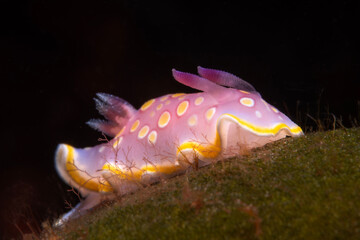 Nudibranch on dark background.Felimidia luteorosea. Çanakkale, Türkiye.