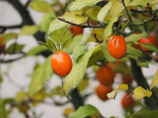 小さな柿　姫柿