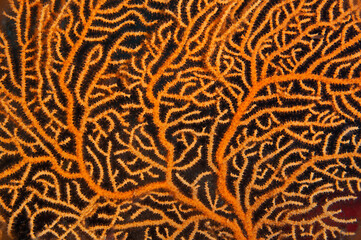 Underwater photography. Coral reefs. Gallipoli, Çanakkale Türkiye.
