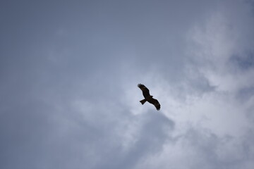 獲物を探す鳥