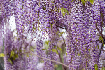 Blooming Wisteria Sinensis with scented classic purple flowersin full bloom in hanging racemes closeup. Garden with wisteria in spring