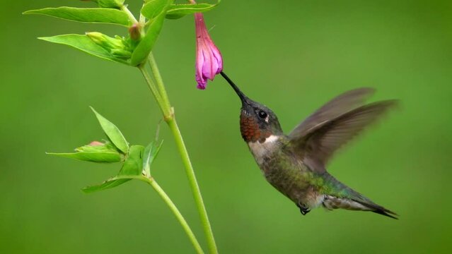 A Ruby-throated Hummingbird gathering Nectar