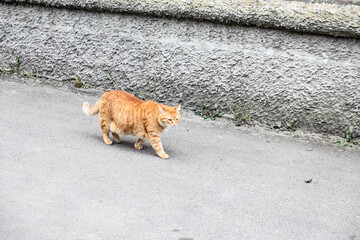 Red chubby cat walks along the road along the building