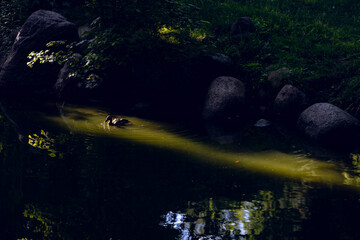 A beautiful ray of sun illuminates a duck floating on the pond