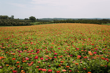 Fototapeta na wymiar Sweeping landscape view of beautiful flower field during summer