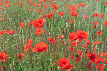 Poppy flowers in the field